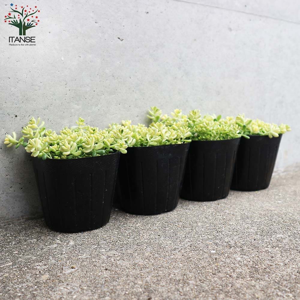 セダム 斑入タイトゴメ 【多肉植物 3号ポット】｜ 【植物の