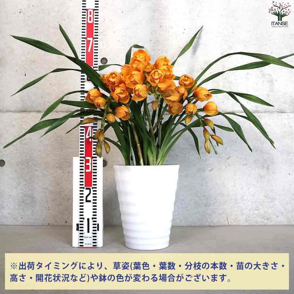マロン様 花瓶 25 マロン様花瓶25
