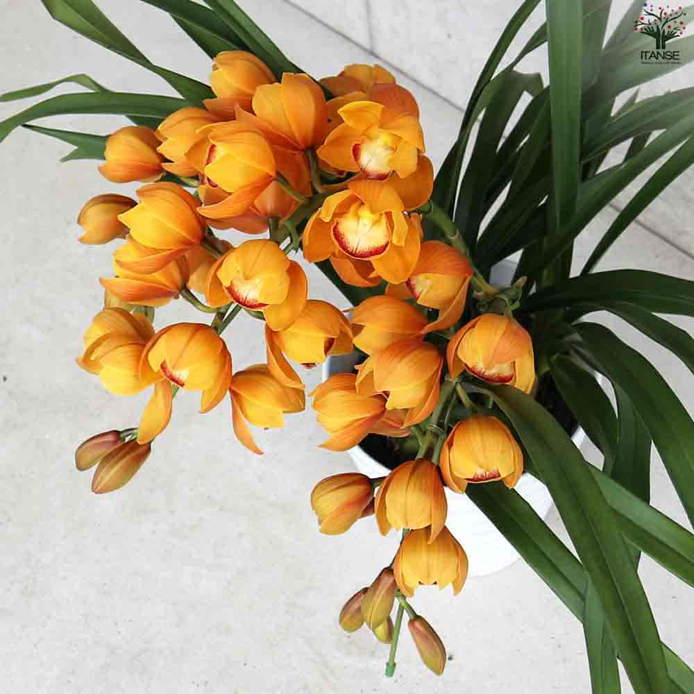 シンビジウム マロンケーキ3～4本立 【花苗 7号陶器鉢／1個売り