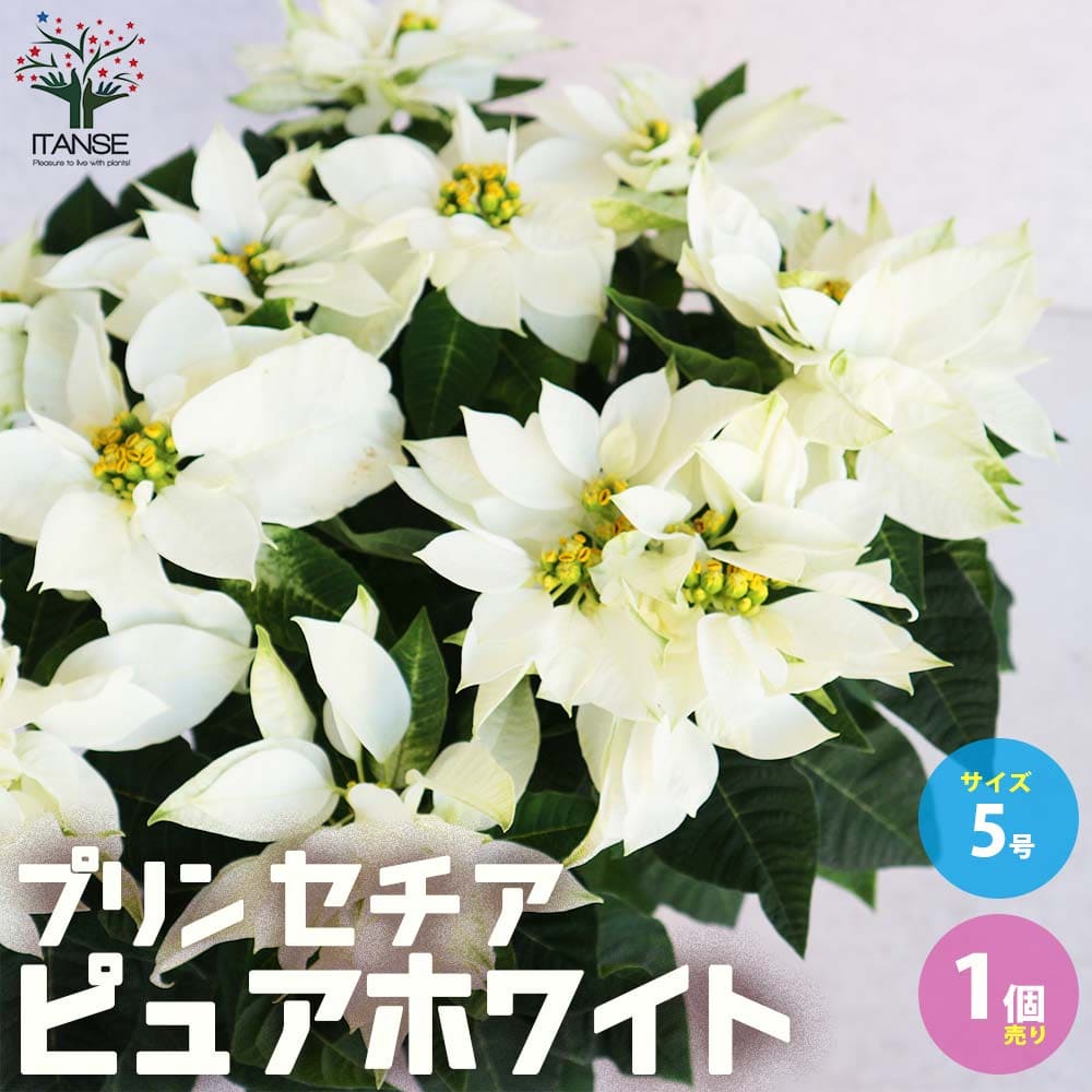 プリンセチア ピュアホワイト 【花苗 5号鉢／1個売り】