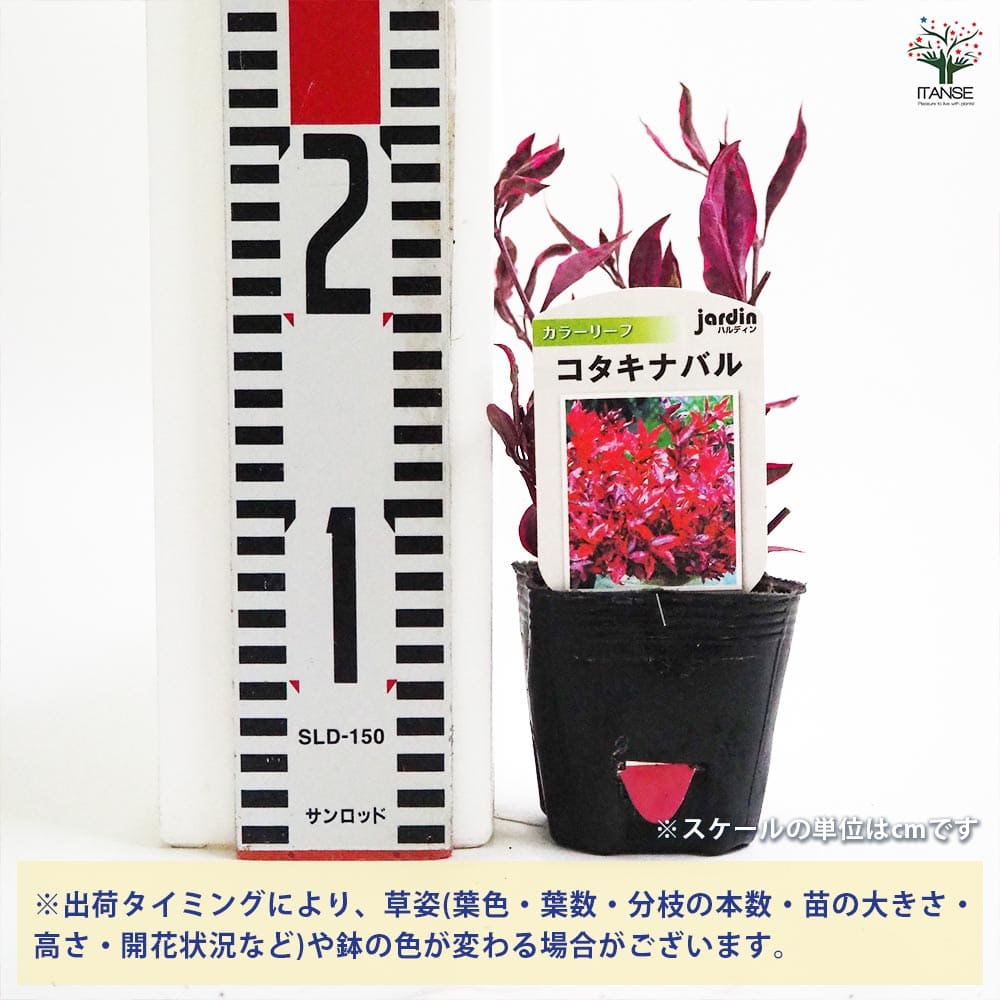 コタキナバル2個～ 【花苗 9cmポット】｜ 【植物のITANSE