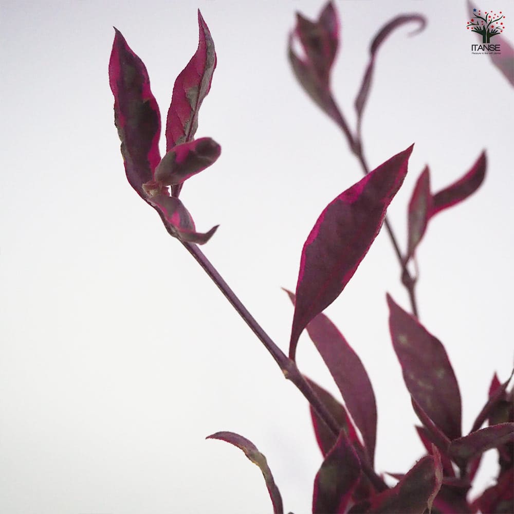 コタキナバル2個～ 【花苗 9cmポット】｜ 【植物のITANSE】全品