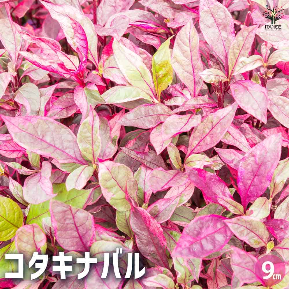 コタキナバル2個～ 【花苗 9cmポット】