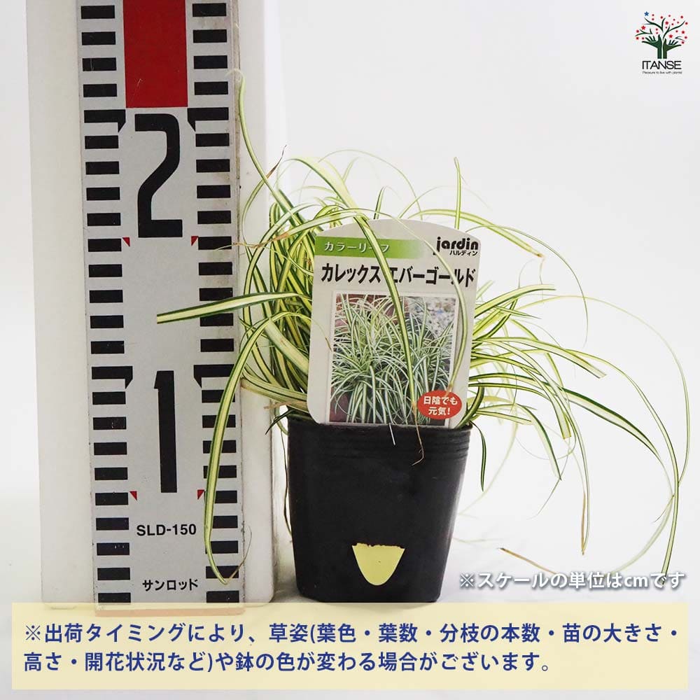 カレックス エバーゴールド2個～ 【花苗 9cmポット】｜ 【植物の