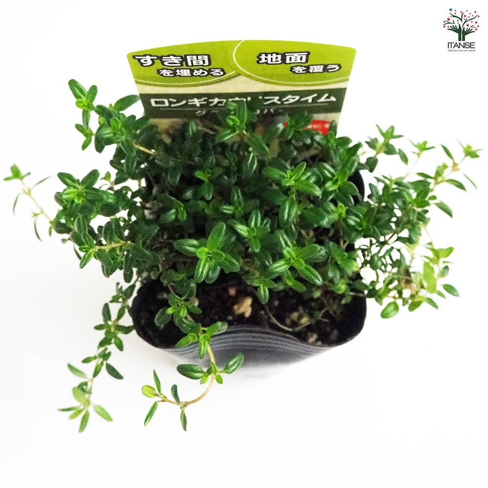 ロンギカウリスタイム2個～ 【花苗 9cmポット】｜ 【植物の