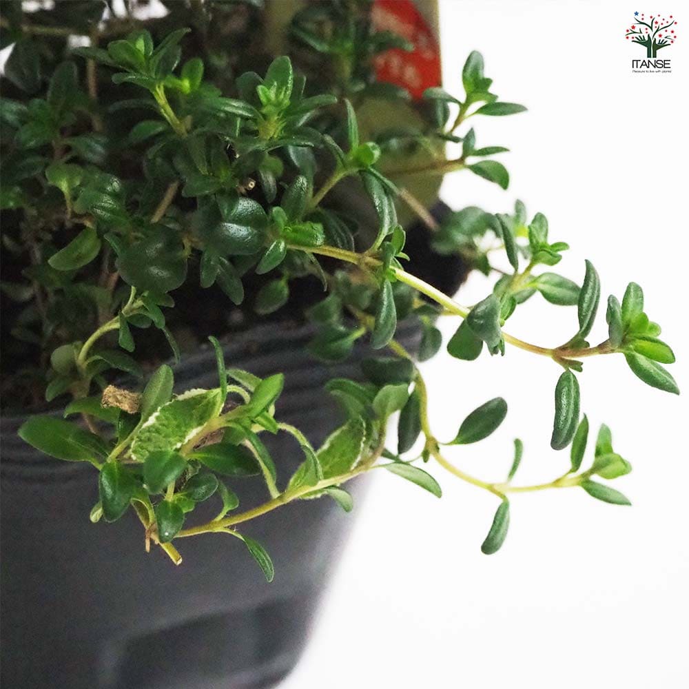 ロンギカウリスタイム2個～ 【花苗 9cmポット】｜ 【植物の