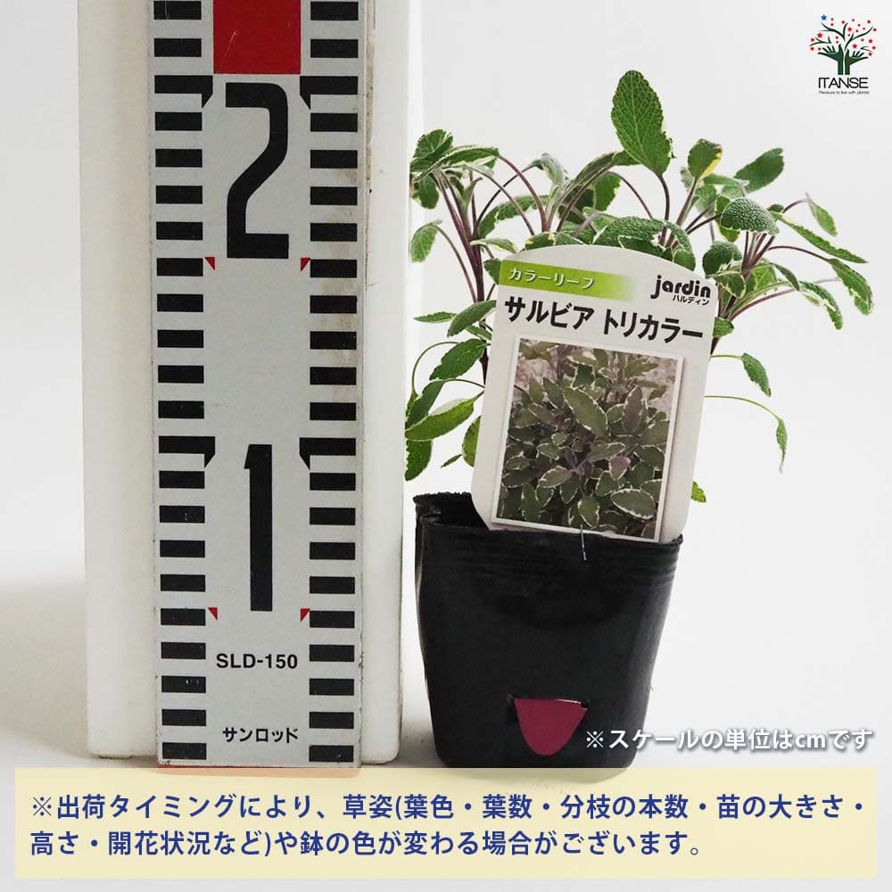 サルビア トリカラー2個～ 【花苗 9cmポット】｜ 【植物のITANSE