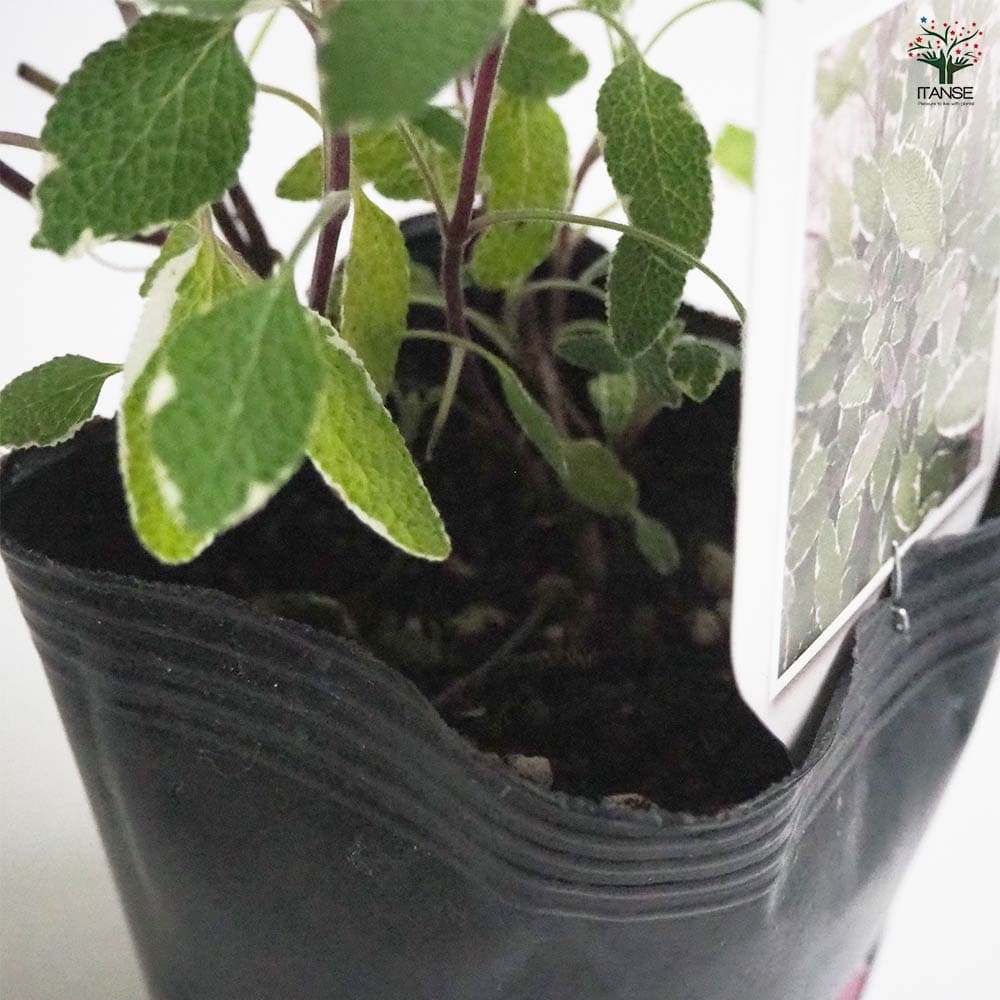 サルビア トリカラー2個～ 【花苗 9cmポット】｜ 【植物のITANSE