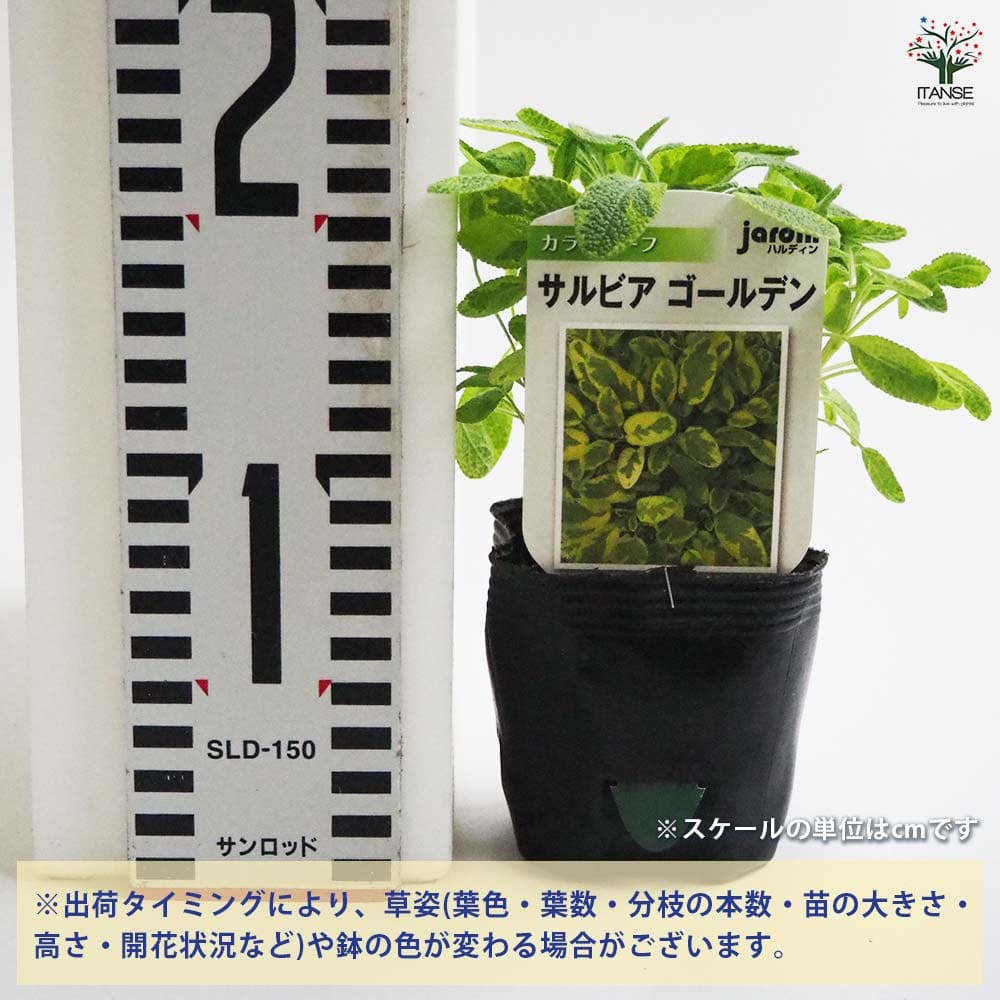 サルビア ゴールデン2個～ 【花苗 9cmポット】｜ 【植物のITANSE 