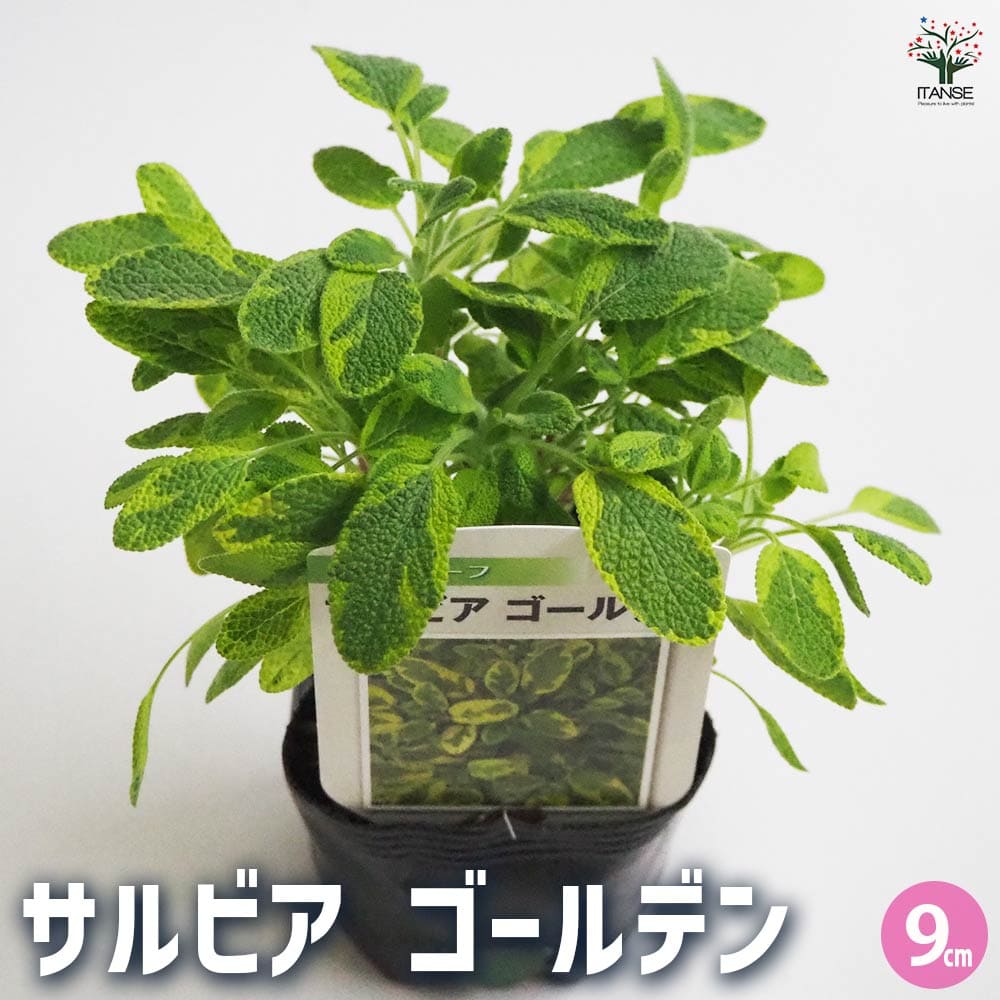 サルビア ゴールデン2個～ 【花苗 9cmポット】