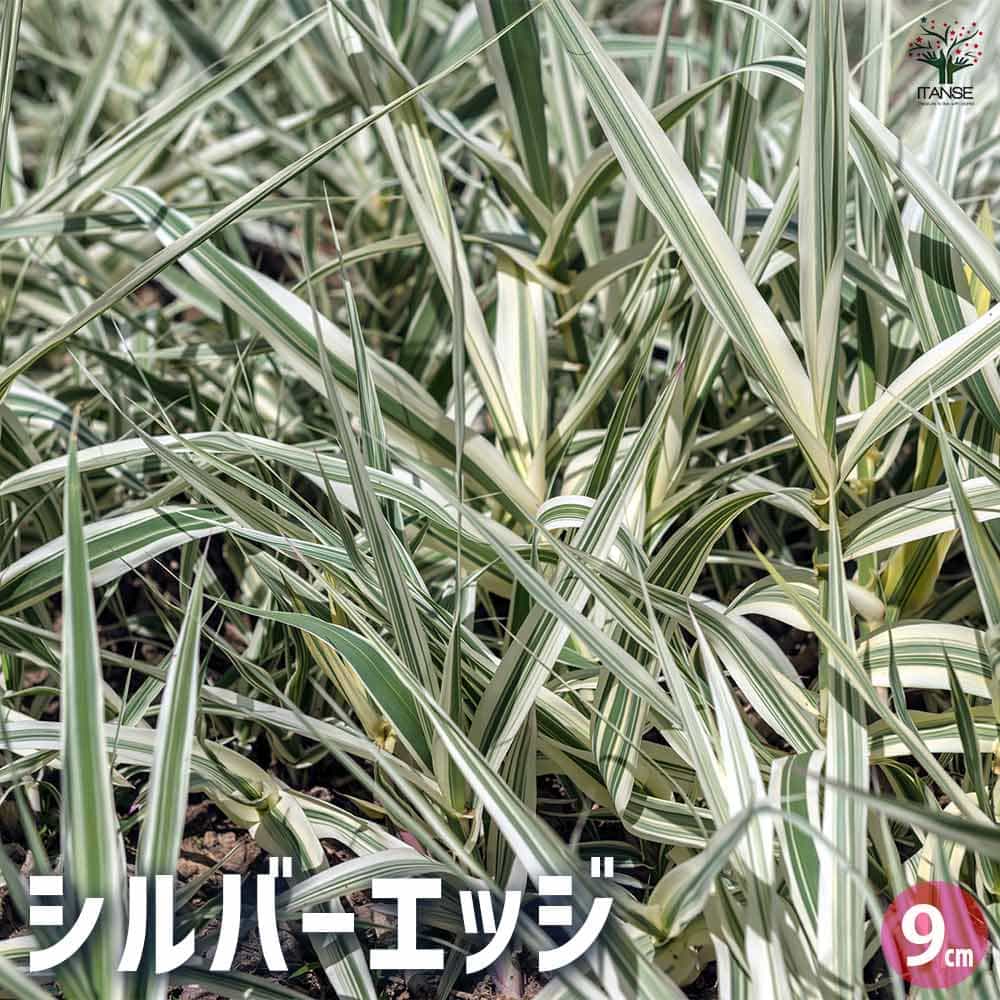 シルバーエッジ2個～ 【花苗 9cmポット】