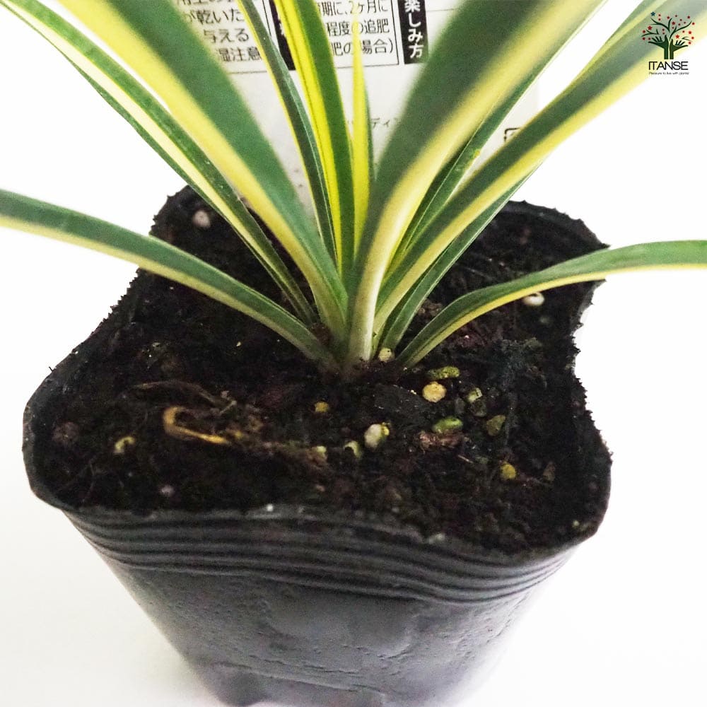 ユッカ　プレミアムゴールド　芋2つき鉢植え　 緑と黄色のストライプ 約90cm 楽天市場】ユッカ ゴールデンソード 10号 高さ0.8m前後(鉢底から