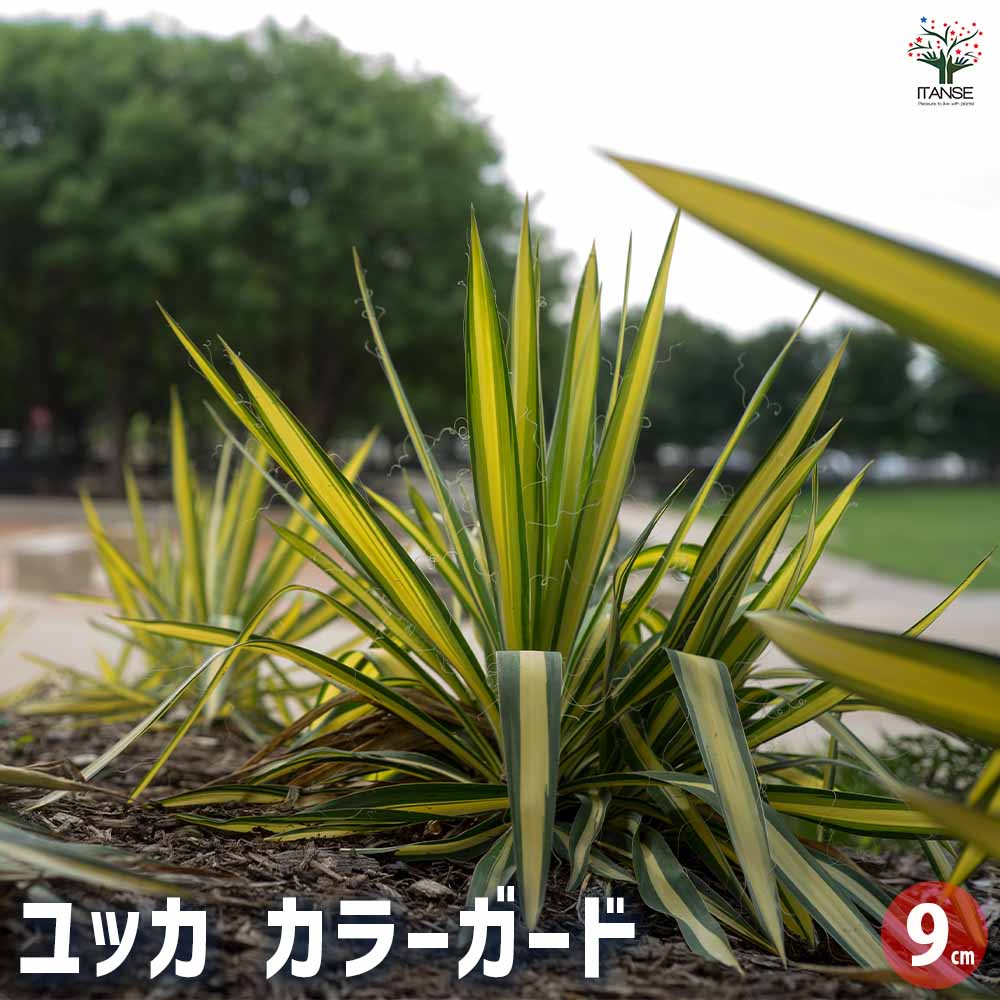 ユッカ カラーガード2個～ 【観葉植物 9cmポット】