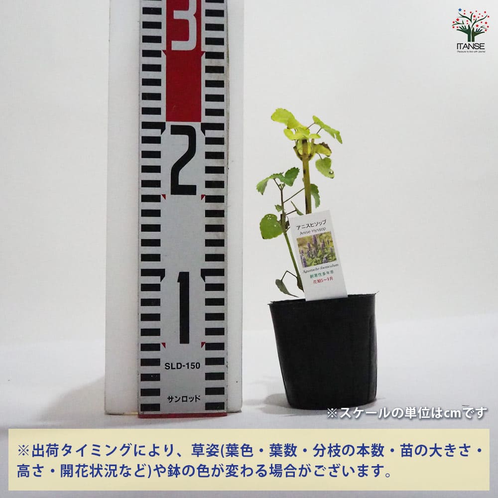 アニスヒソップ 【ハーブの苗 9cmポット】｜ 【植物のITANSE