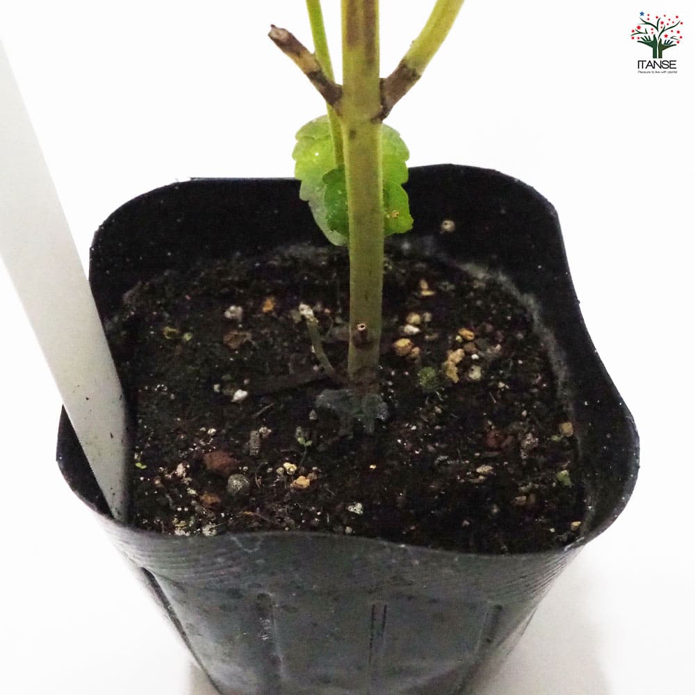 アニスヒソップ 【ハーブの苗 9cmポット】｜ 【植物のITANSE