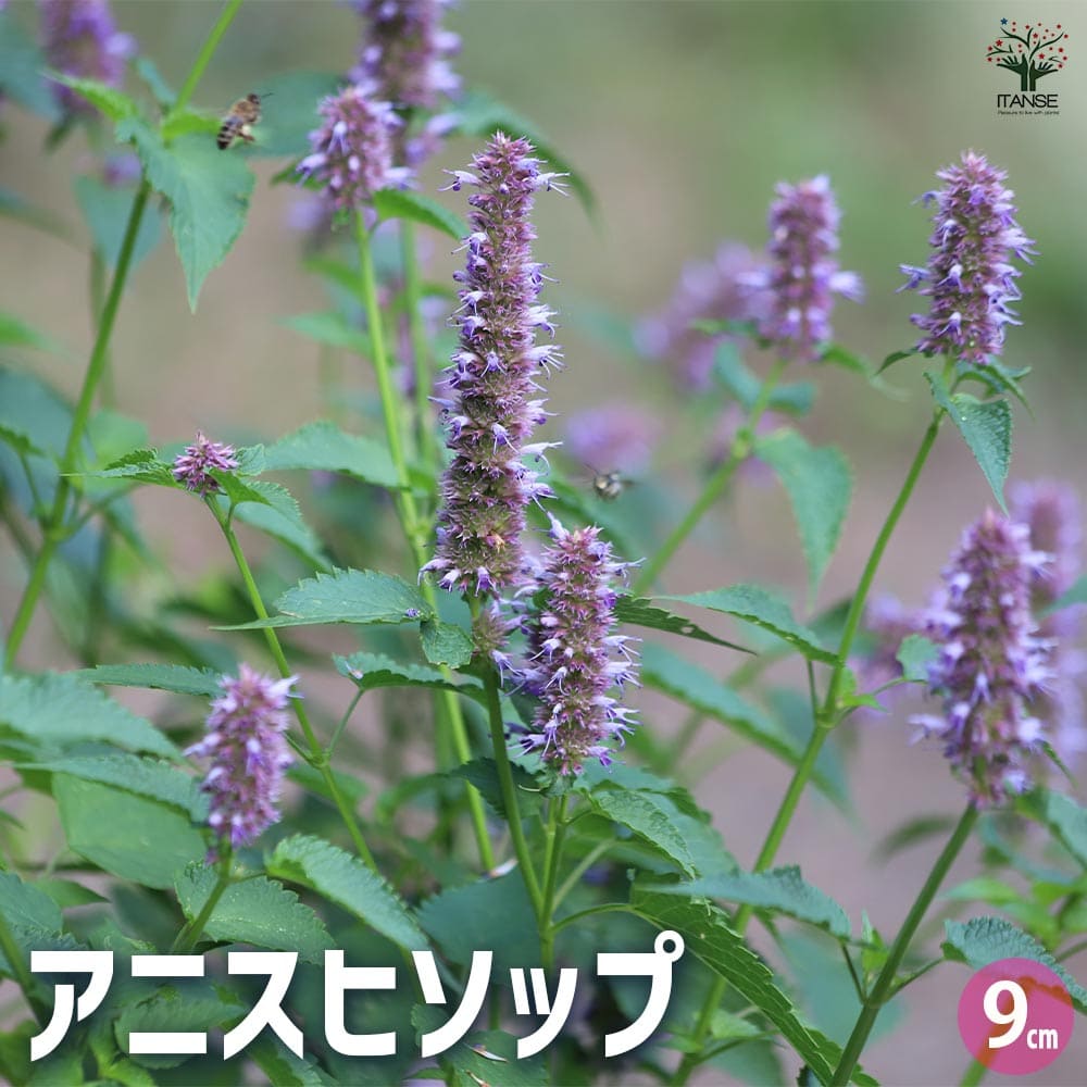 アニスヒソップ 【ハーブの苗 9cmポット】