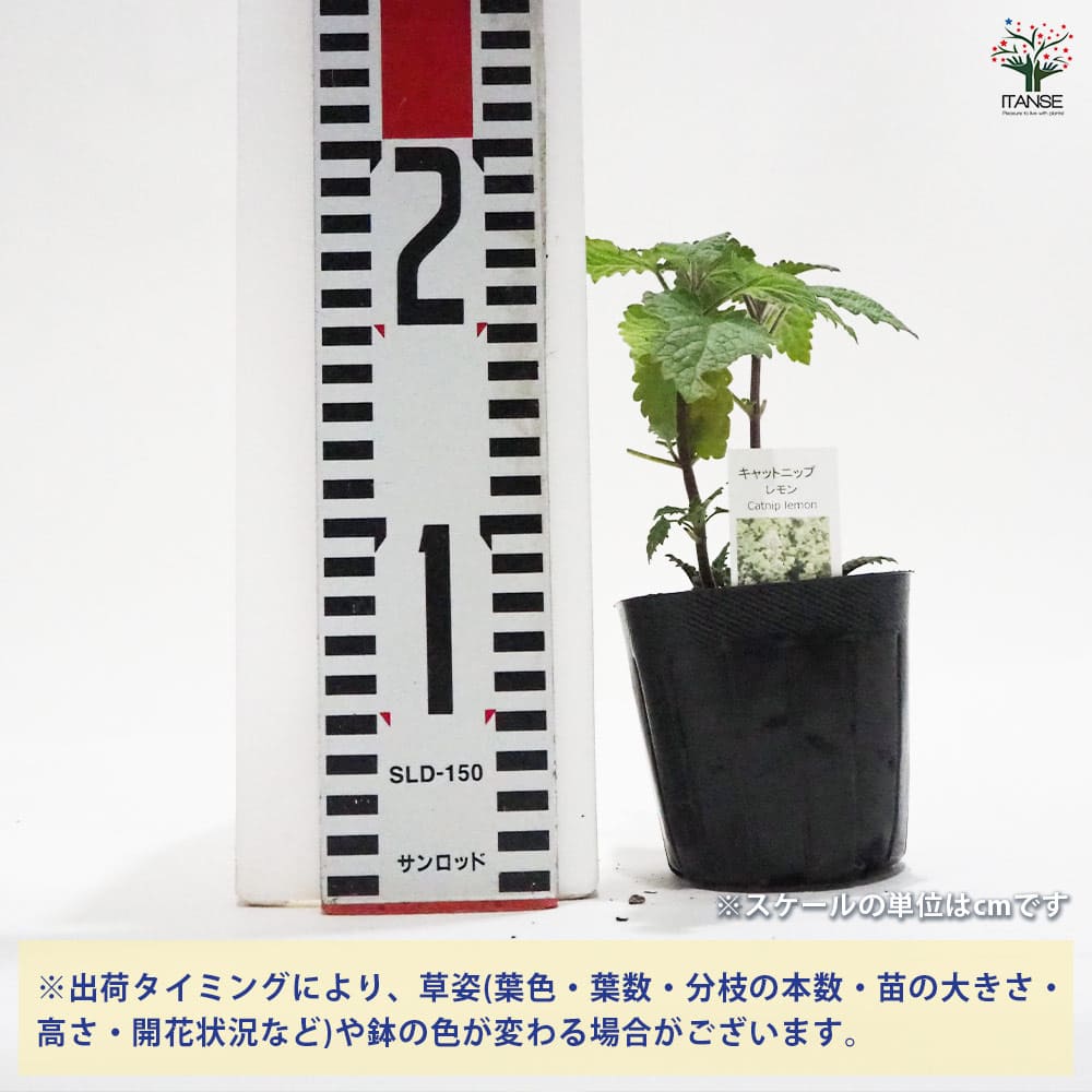 キャットニップ レモン 【ハーブの苗 9cmポット】｜ 【植物の