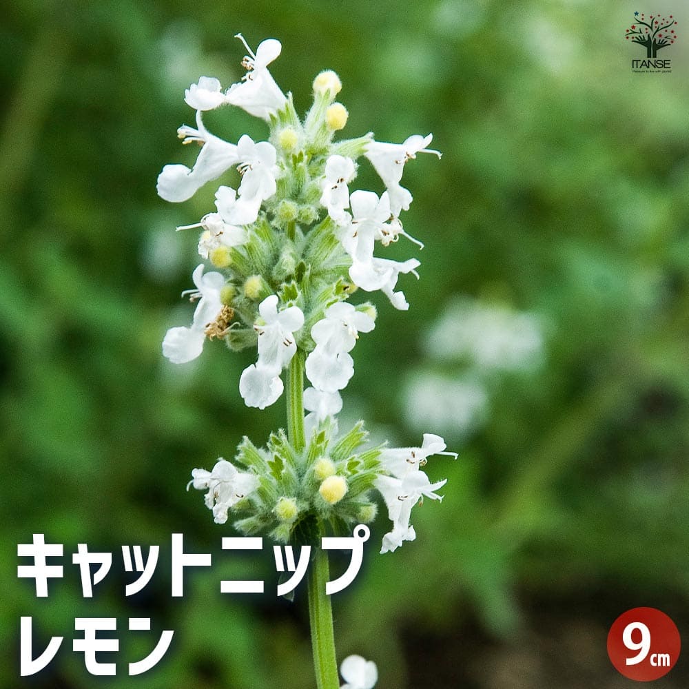 農薬不使用 キャットニップ 抜き苗 キャットニップ イヌハッカ 猫も