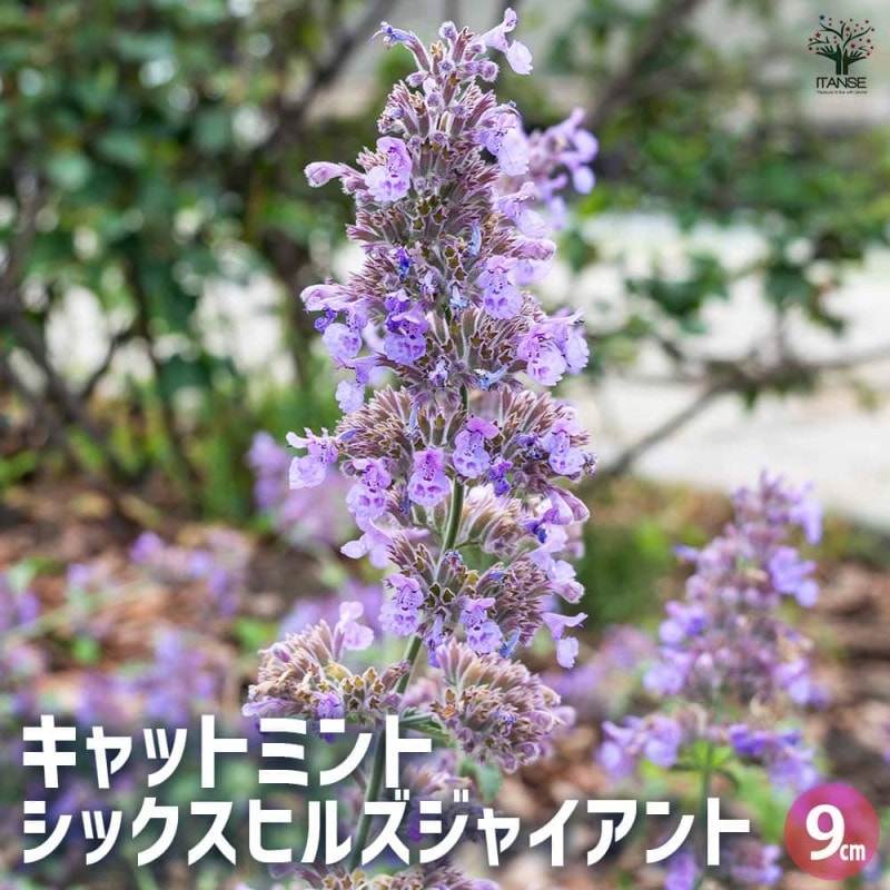 ペペロミア 美依子 【観葉植物 3号ポット】｜ 【植物のITANSE