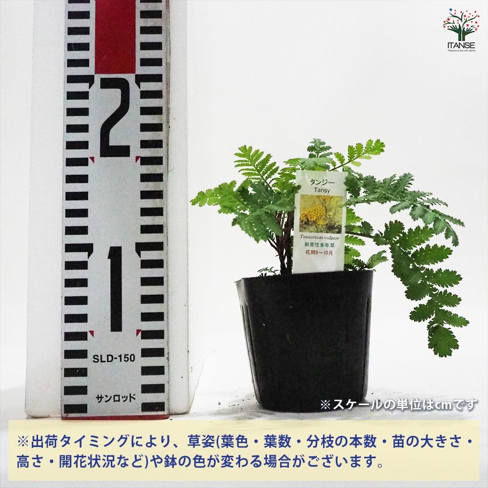 タンジー 【ハーブの苗 9cmポット】｜ 【植物のITANSE】全品送料