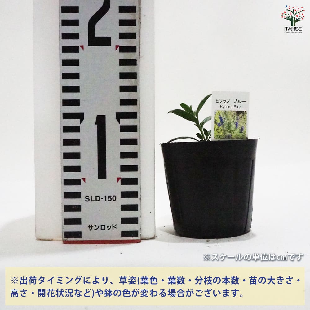 ヒソップ ブルー 【ハーブの苗 9cmポット】｜ 【植物のITANSE