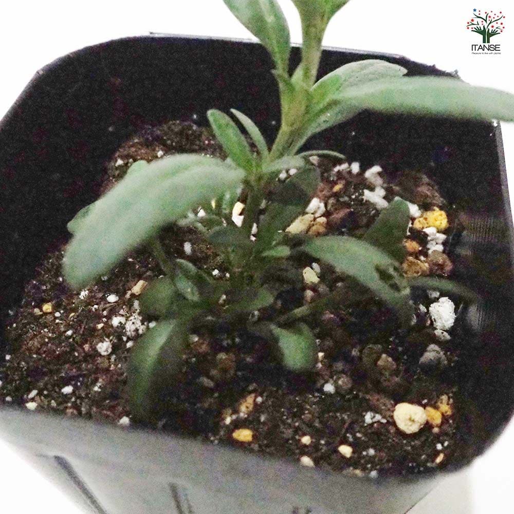 ヒソップ ブルー 【ハーブの苗 9cmポット】｜ 【植物のITANSE