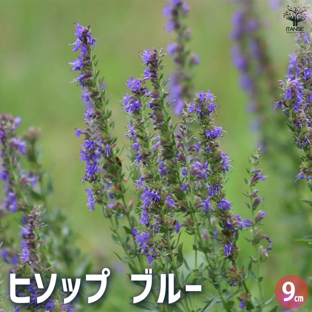 ヒソップ ブルー 【ハーブの苗 9cmポット】｜ 【植物のITANSE