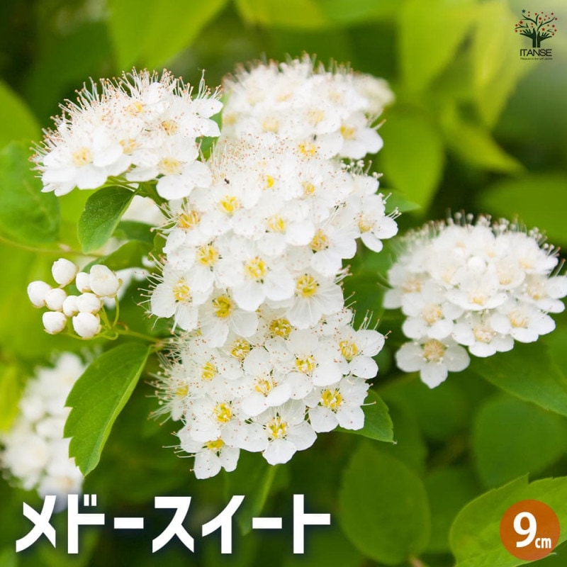 ニラ 2個～【野菜の苗 3号ポット】｜ 【植物のITANSE