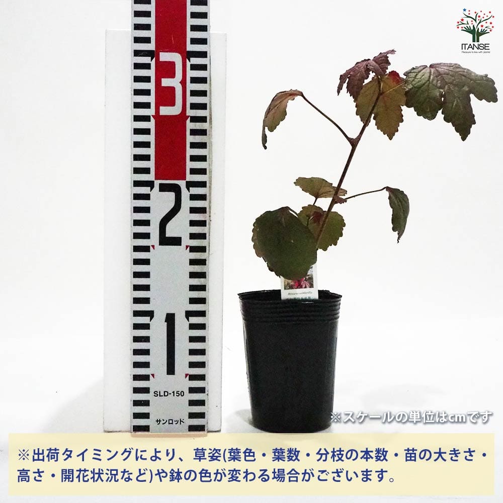 ローゼル レッド 【ハーブの苗 9cmポット】｜ 【植物のITANSE