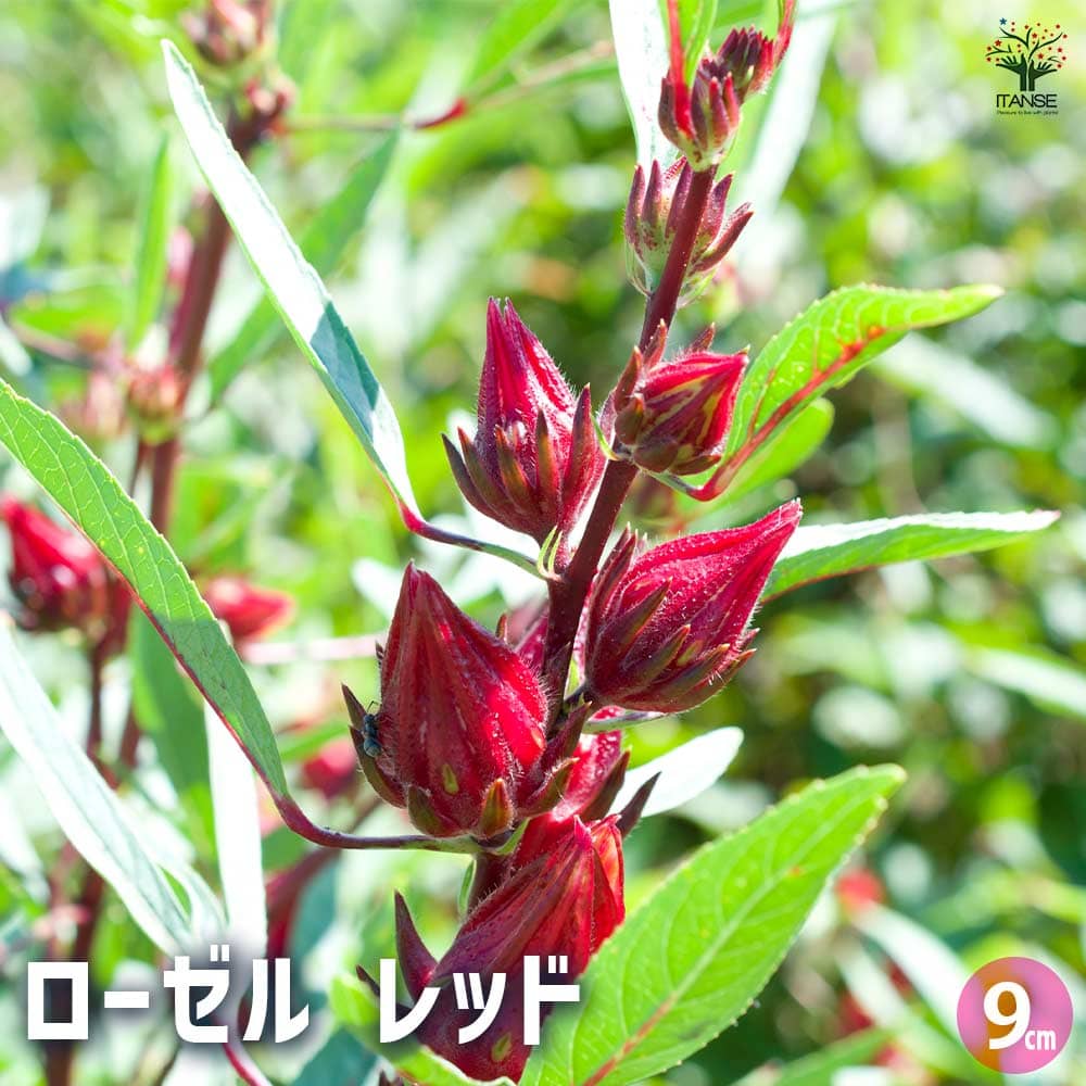 ローゼル レッド 【ハーブの苗 9cmポット】