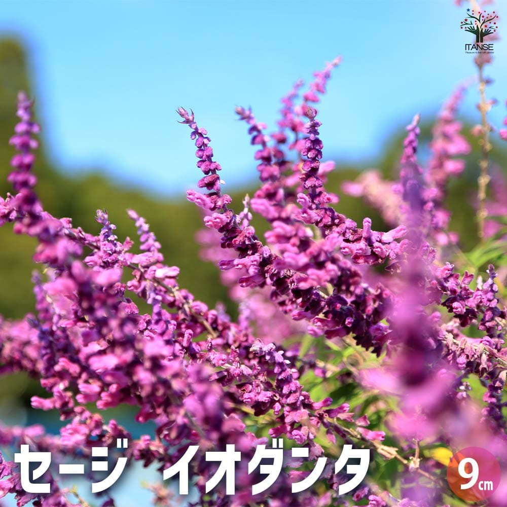 セージ イオダンタ 【ハーブの苗 9cmポット】｜ 【植物のITANSE