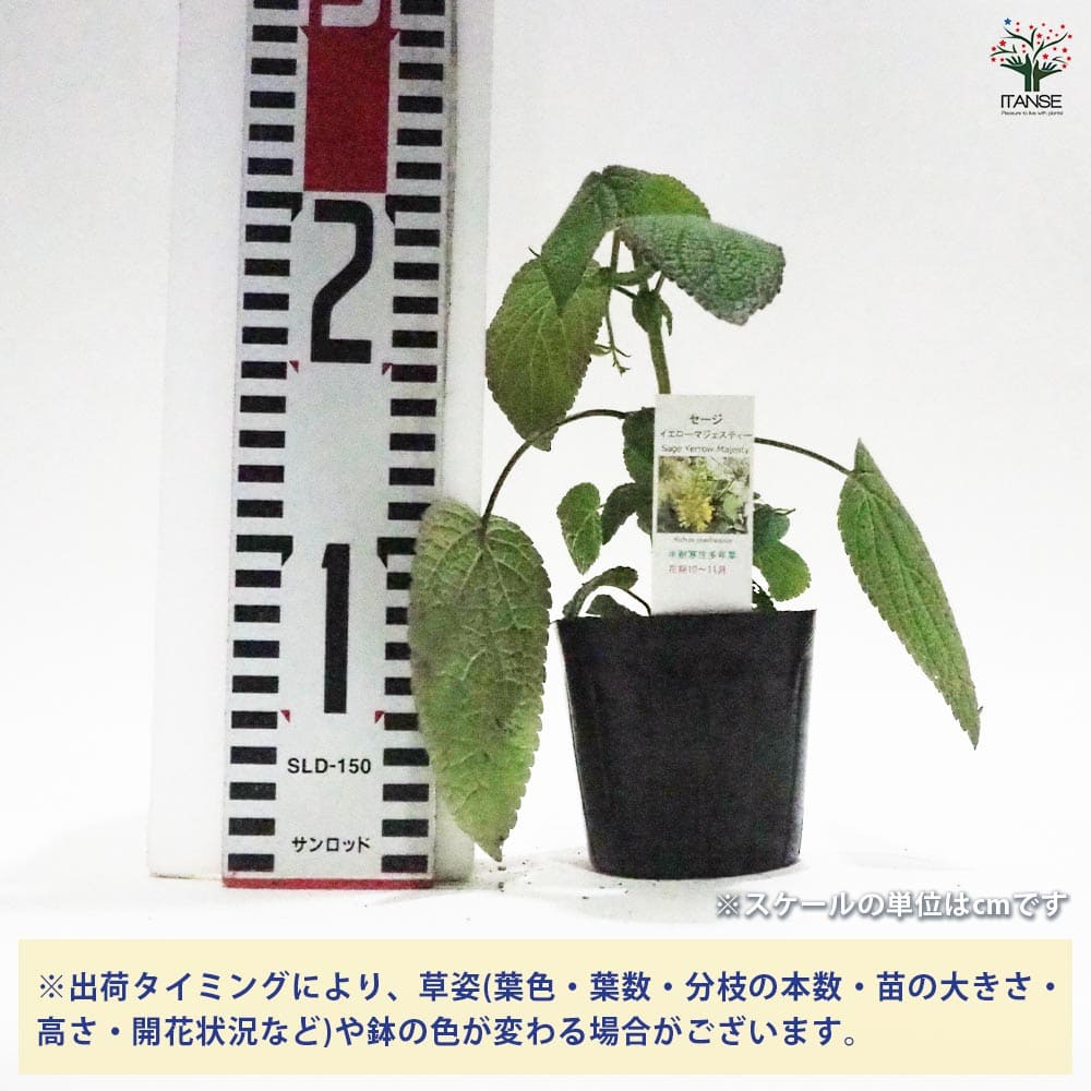 セージ イエローマジェスティ 【ハーブの苗 9cmポット】｜ 【植物の
