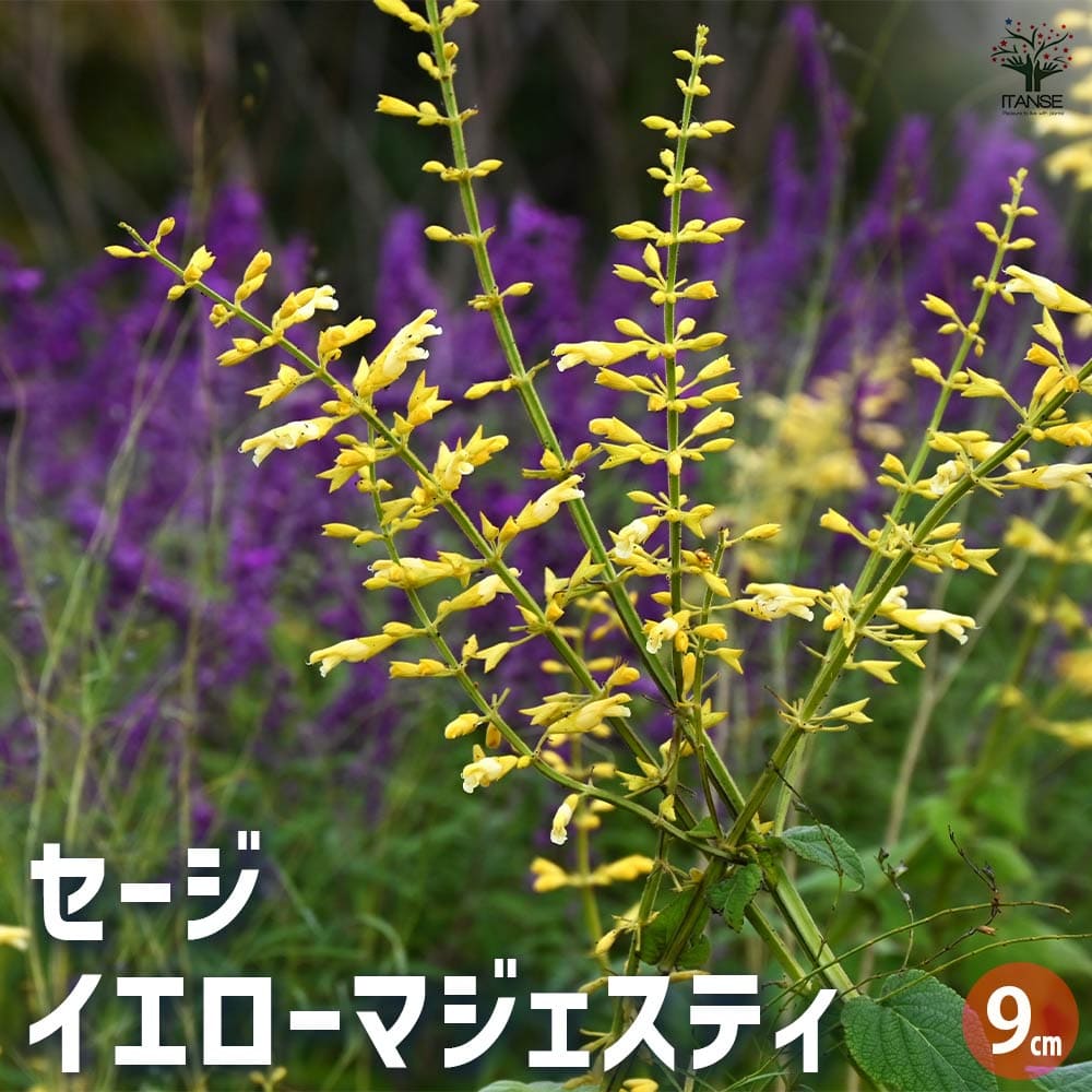 セージ イエローマジェスティ 【ハーブの苗 9cmポット】｜ 【植物の
