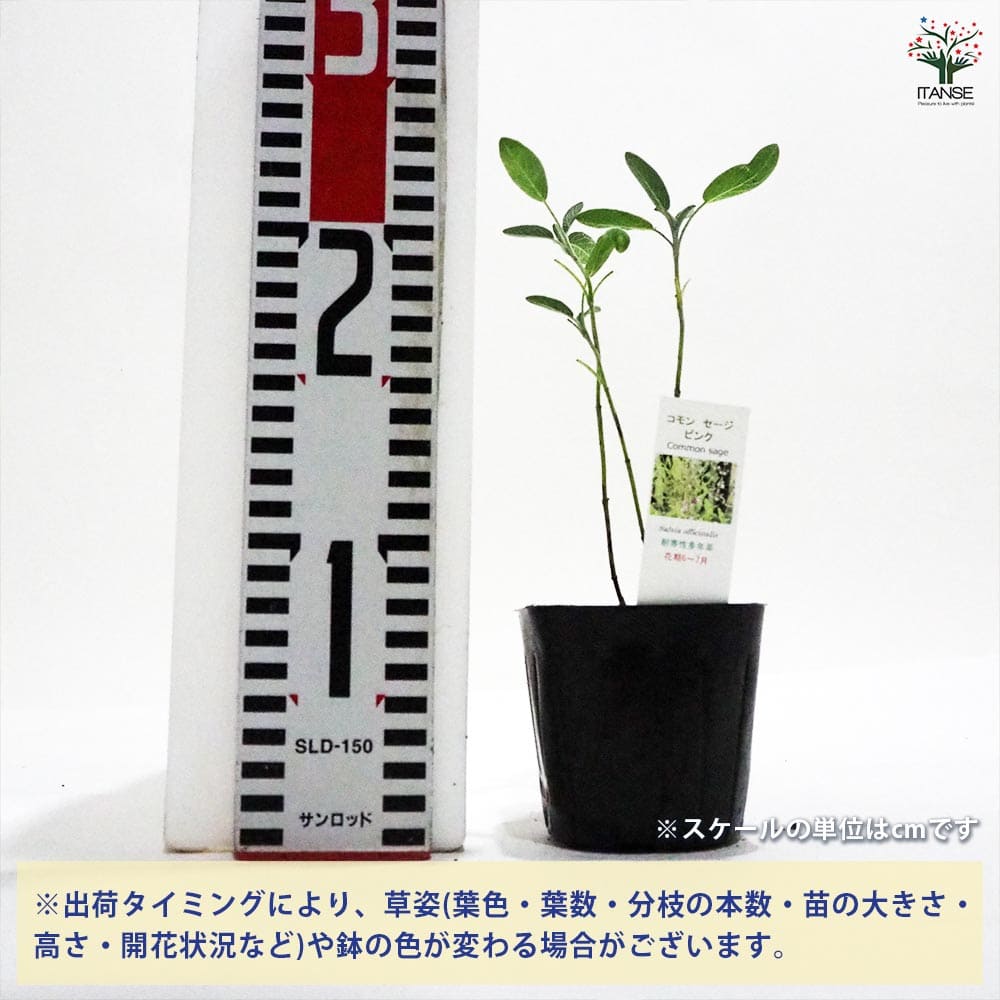 コモンセージ ピンクフラワー 【ハーブの苗 9cmポット】｜ 【植物の