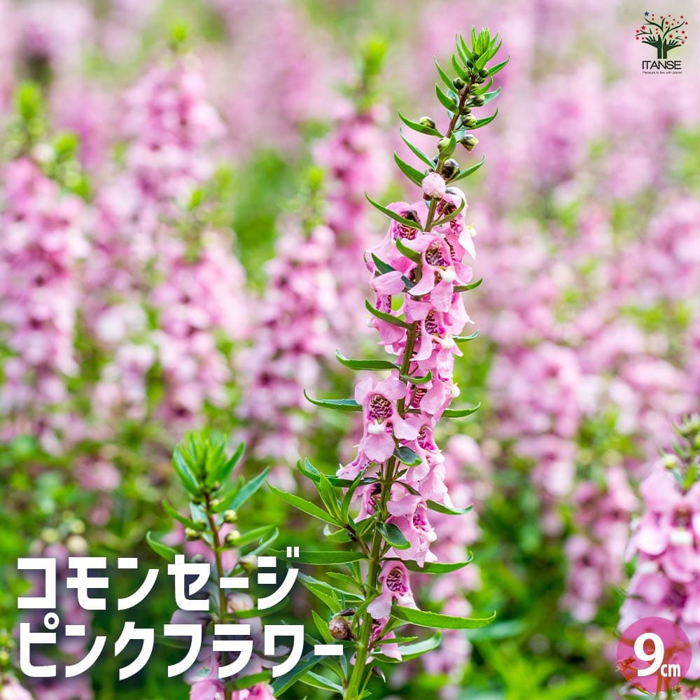 コモンセージ ピンクフラワー 【ハーブの苗 9cmポット】
