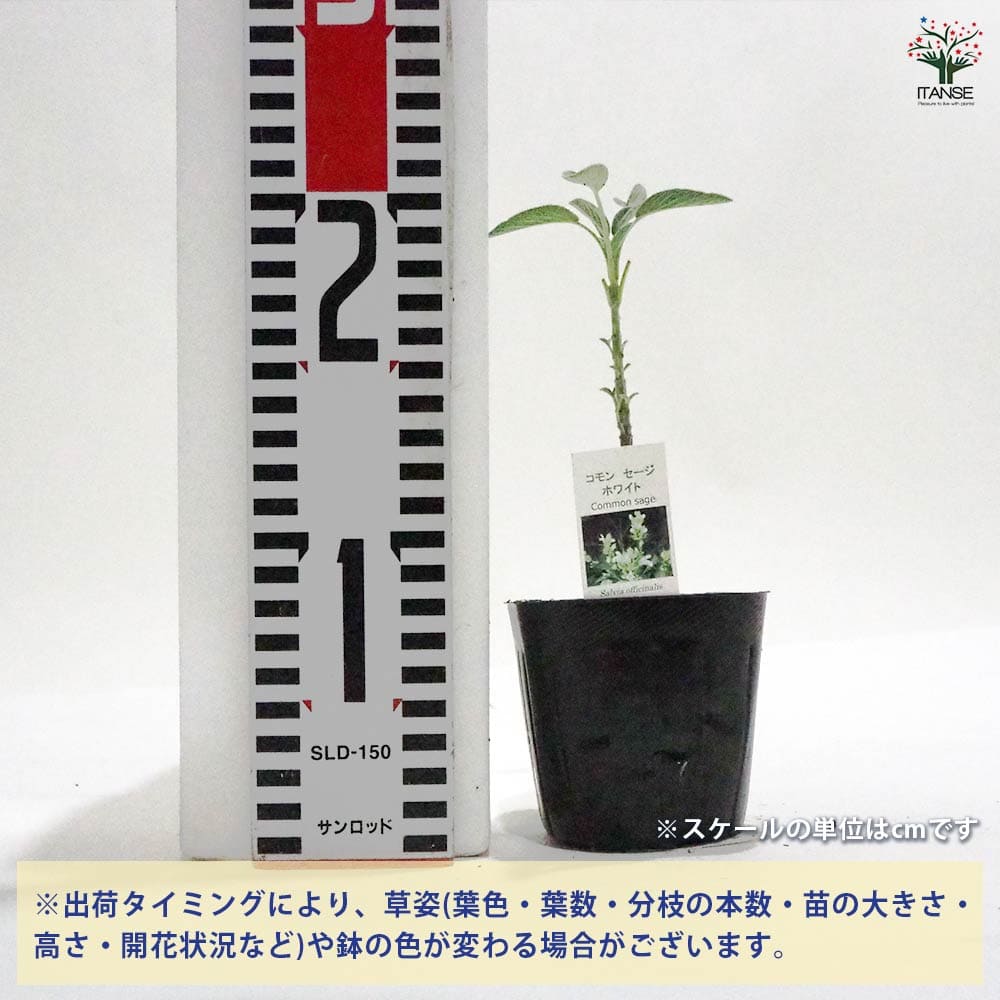 コモンセージ ホワイトフラワー 【ハーブの苗 9cmポット】｜ 【植物の