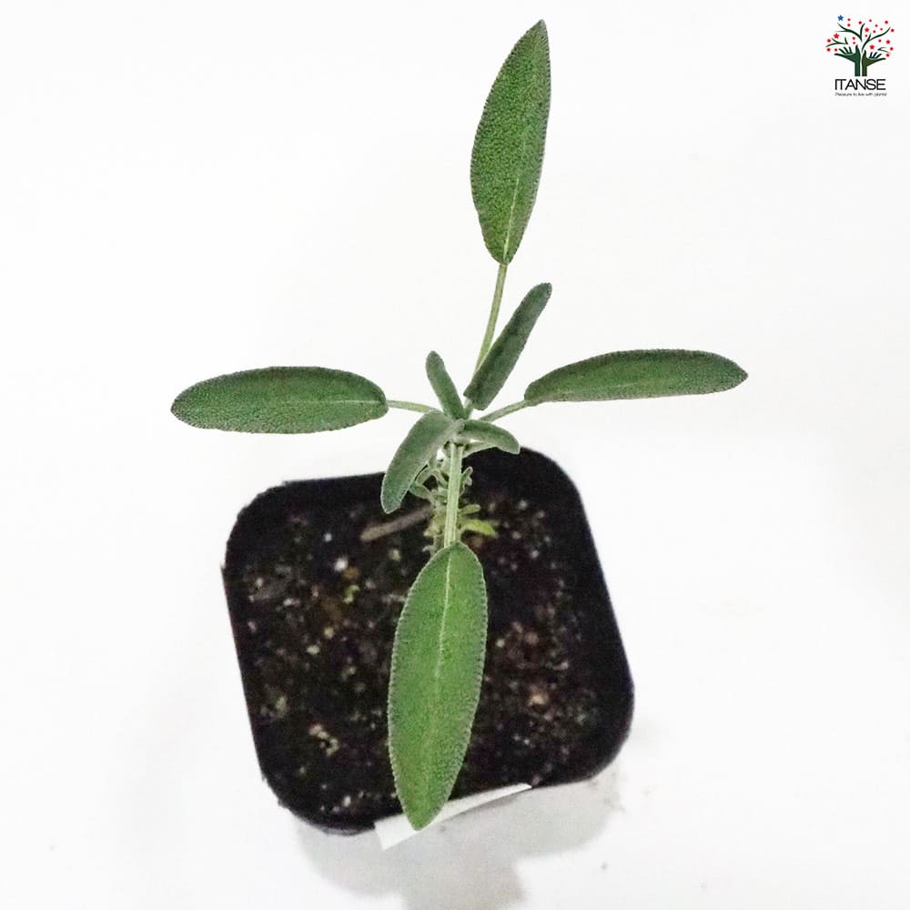 コモンセージ ホワイトフラワー 【ハーブの苗 9cmポット】｜ 【植物の