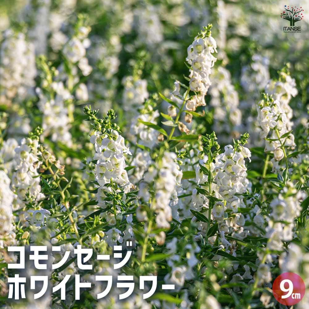 コモンセージ ホワイトフラワー 【ハーブの苗 9cmポット】