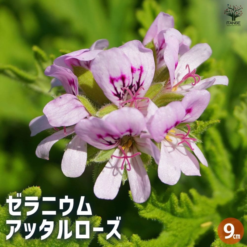 ゼラニウム｜【植物のITANSE】全品送料無料・即出荷!