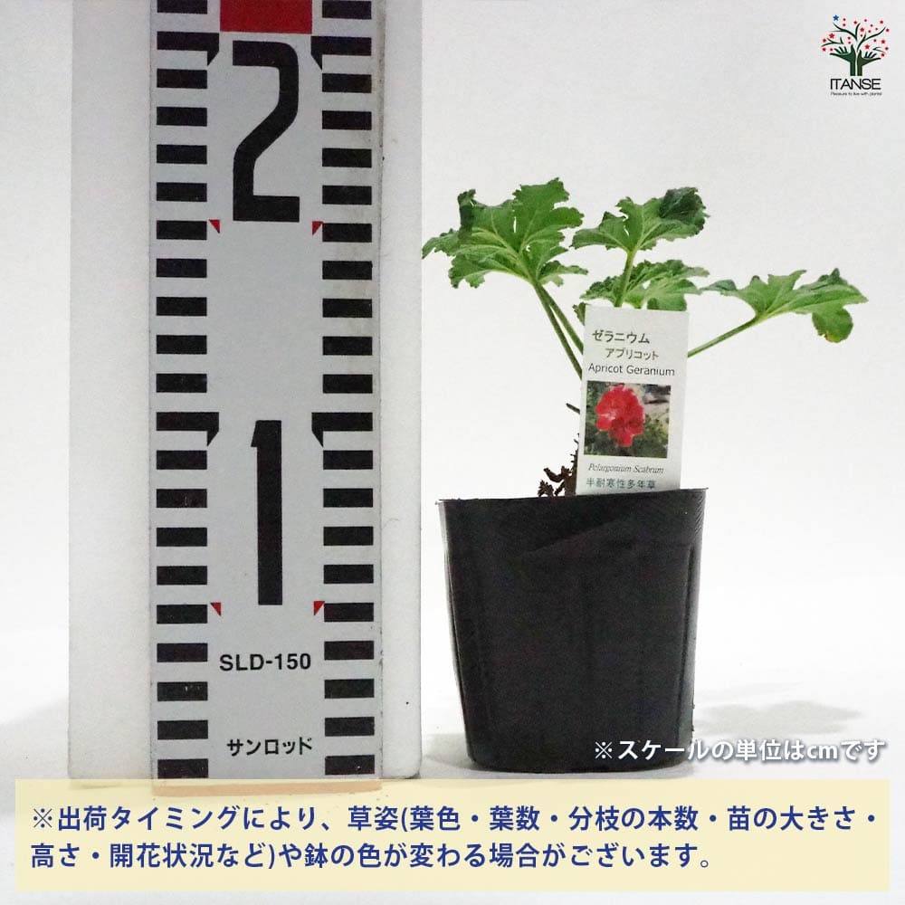 ゼラニウム アプリコット 【ハーブの苗 9cmポット】｜ 【植物の