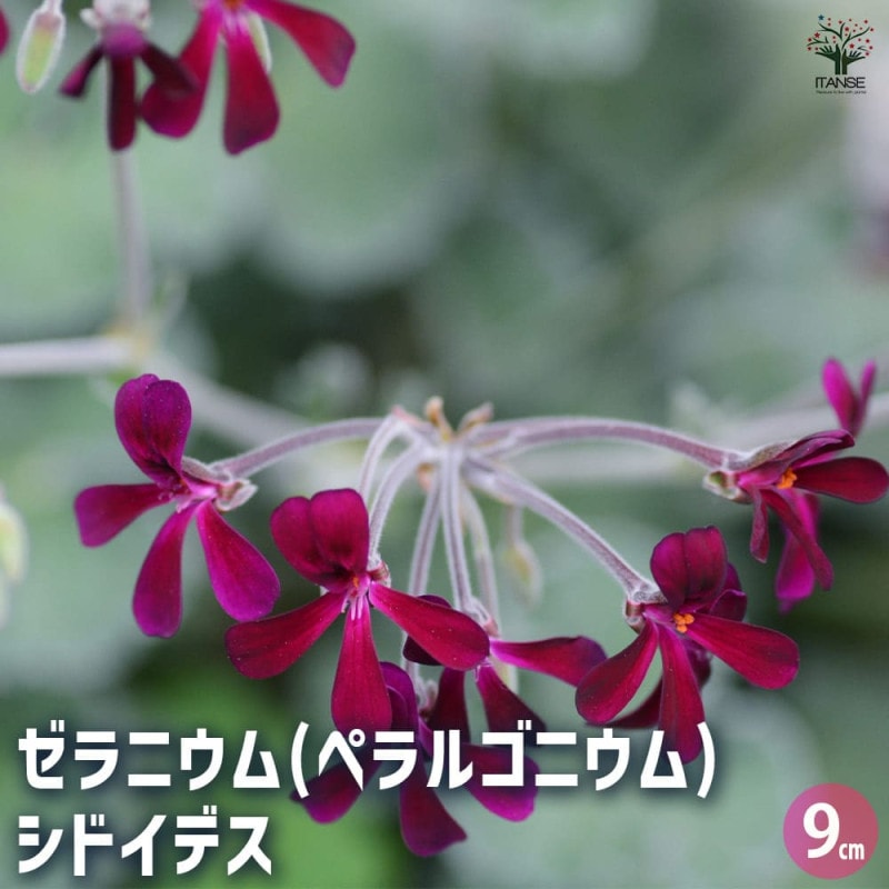 ゼラニウム｜【植物のITANSE】全品送料無料・即出荷!
