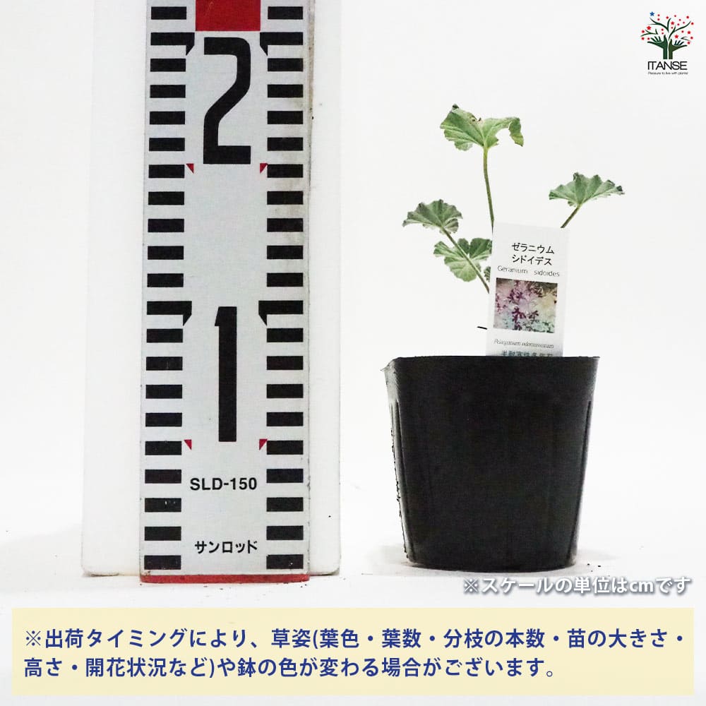 ゼラニウム シドイデス 【ハーブの苗 9cmポット】｜ 【植物の