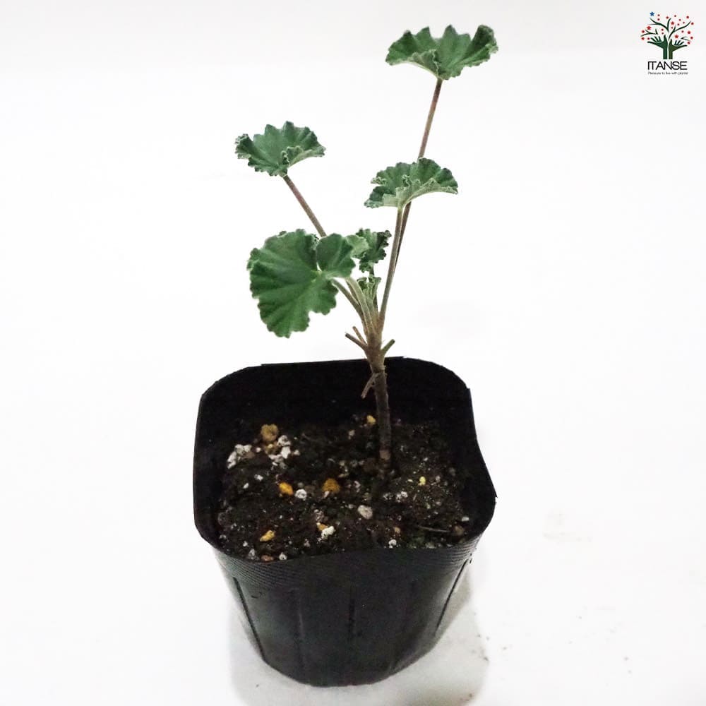 ゼラニウム シナモン 【ハーブの苗 9cmポット】｜ 【植物の