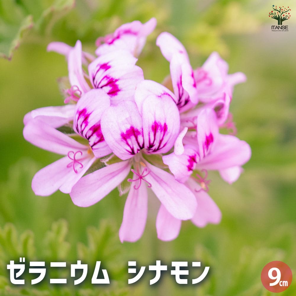 ゼラニウム シナモン 【ハーブの苗 9cmポット】