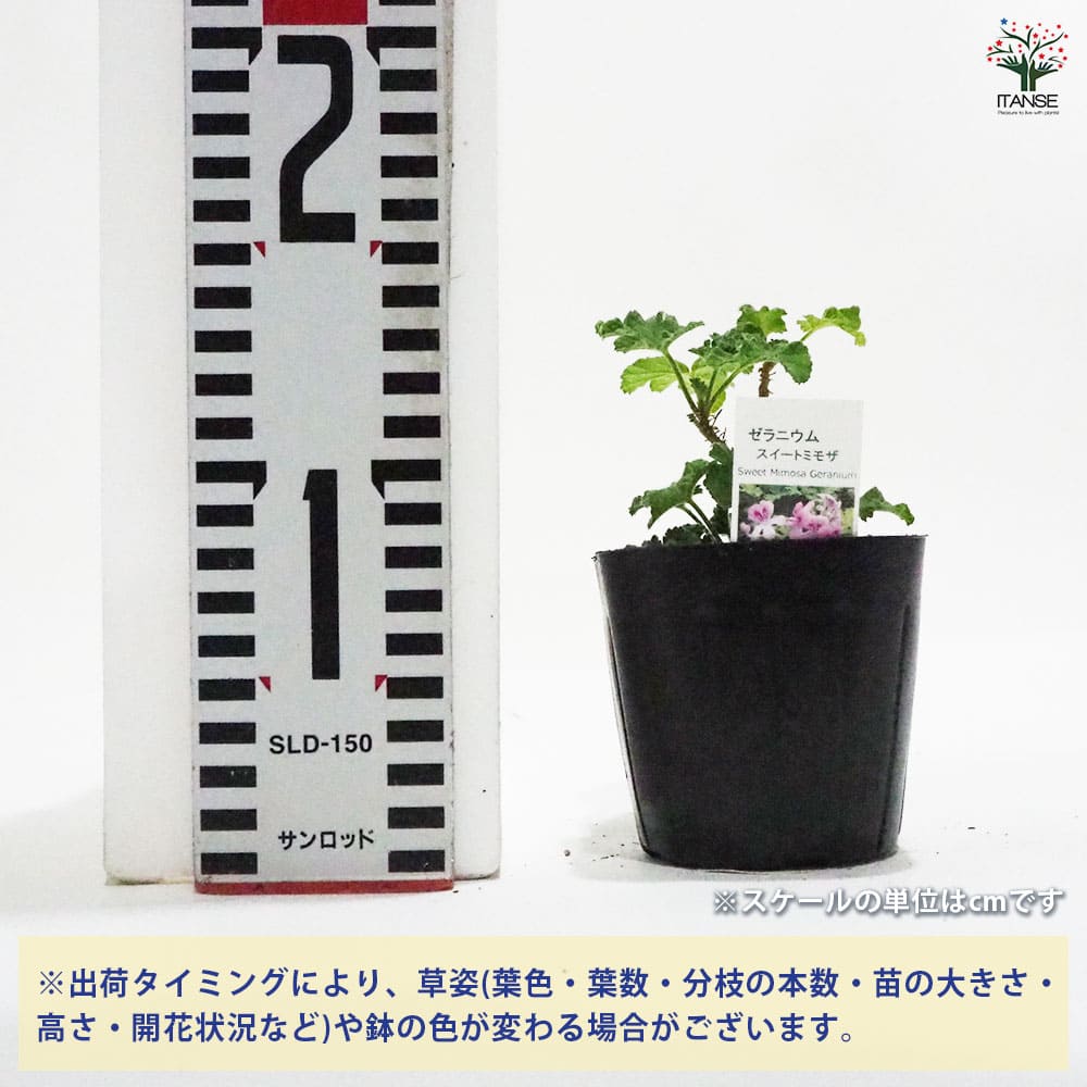 ゼラニウム スイートミモザ 【ハーブの苗 9cmポット】｜ 【植物の