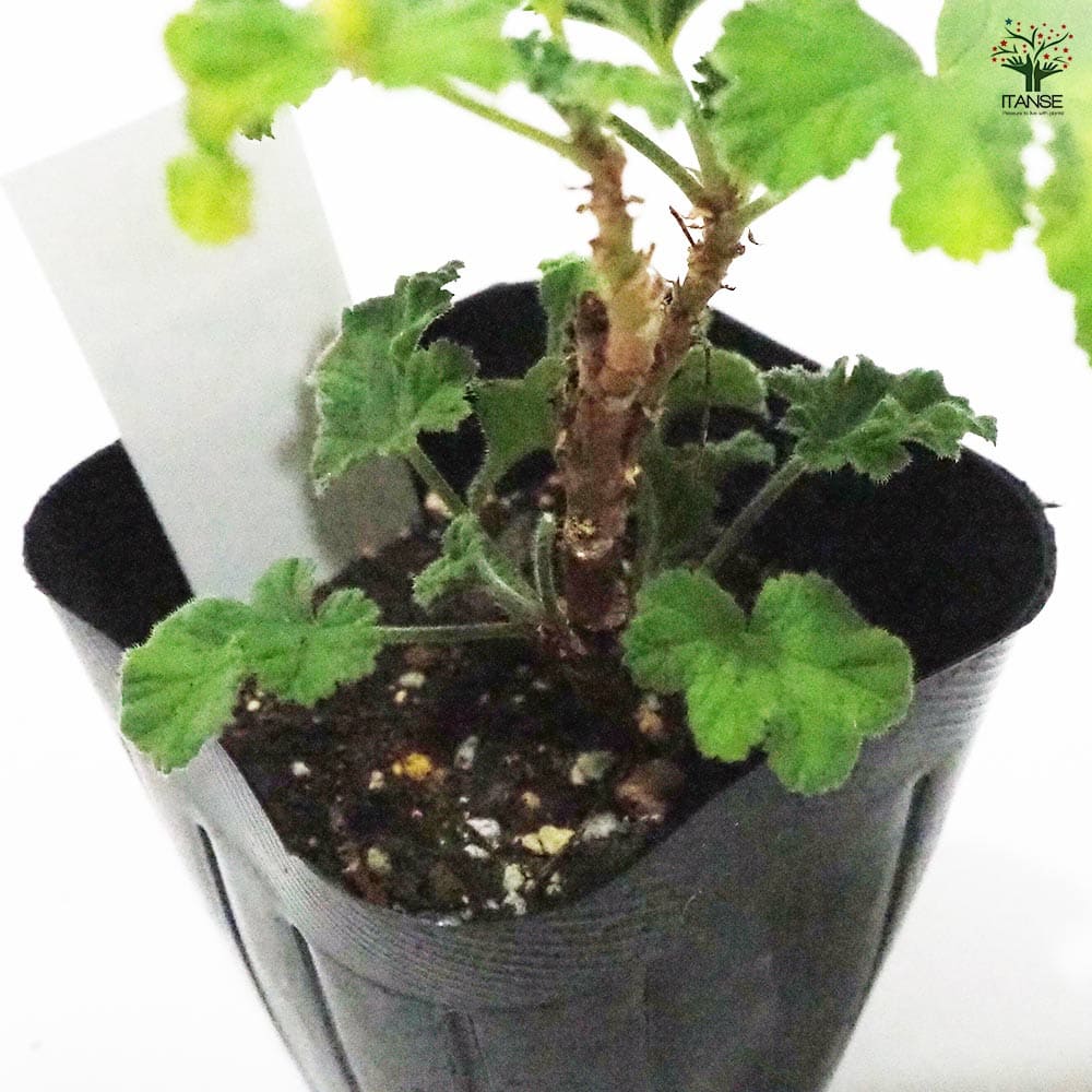 ゼラニウム スイートミモザ 【ハーブの苗 9cmポット】｜ 【植物の