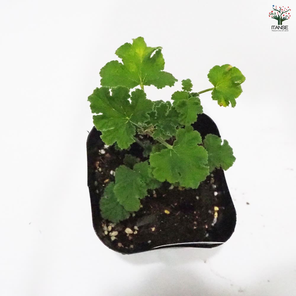 ✿希少ゼラニウム苗✿ ゼラニウム スイートミモザ 【ハーブの苗 9cmポット】｜ 【植物の