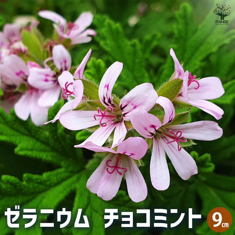 ゼラニウム｜【植物のITANSE】全品送料無料・即出荷!