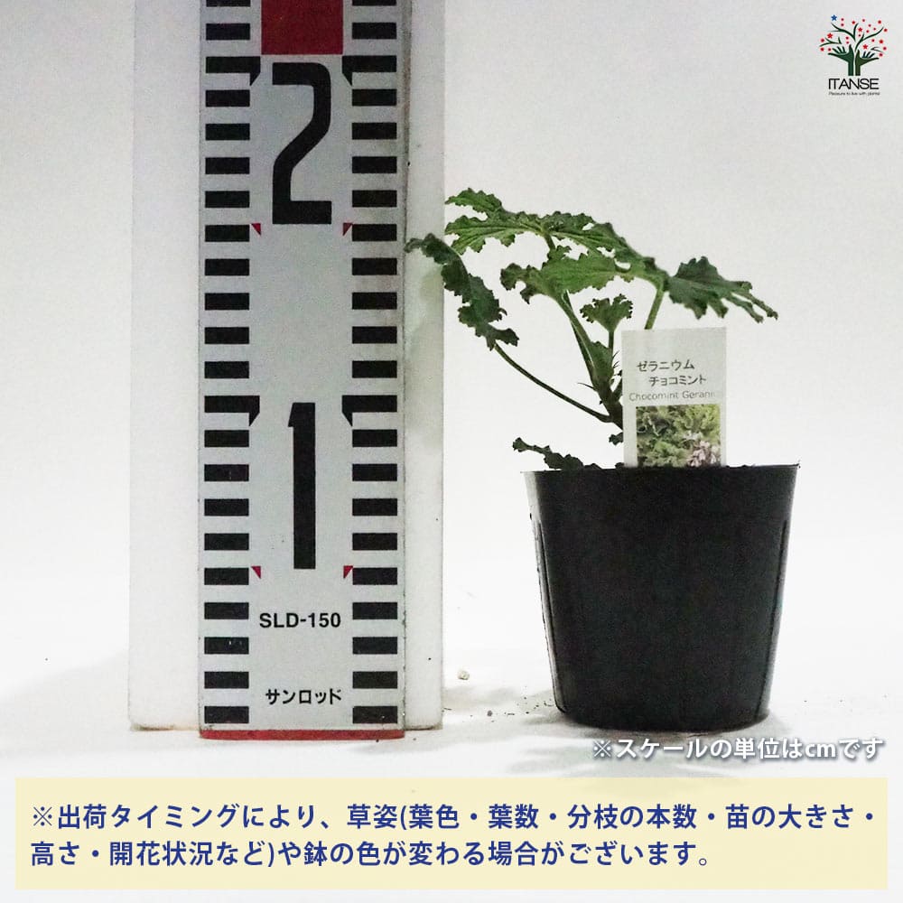 ゼラニウム チョコミント 【ハーブの苗 9cmポット】｜ 【植物の