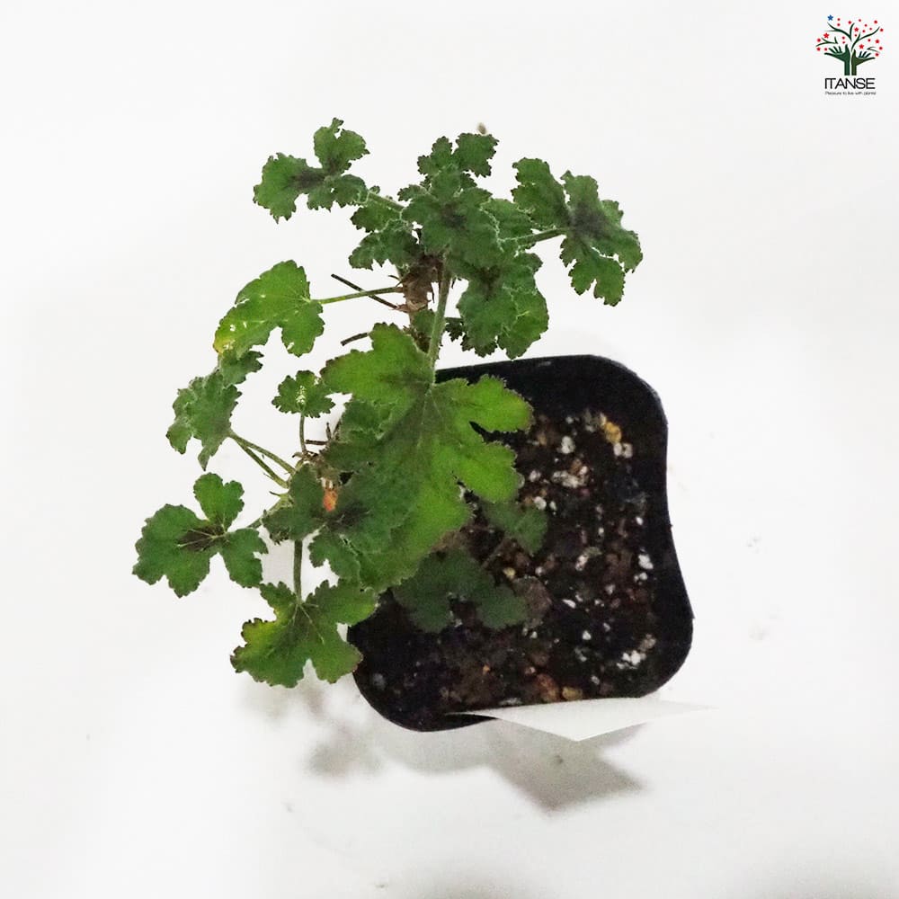 ゼラニウム チョコミント 【ハーブの苗 9cmポット】｜ 【植物の